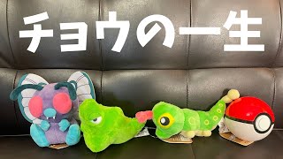 【斬新】ポケットモンスター（ポケモン）で解説します！チョウ1年間の生活史（ちょうちょの一生）。化性について。蝶太郎物語りNo.29