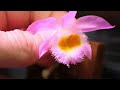 dendrobium loddigesii carecollab video