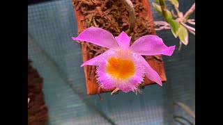 Dendrobium loddigesii #CareCollab video