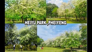 Heiyu park,Phayeng #Nakenthagisu Yeningtha lei flute songspring season#enchanting spot