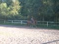 pegaz dressage