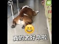 【cute萌寵】媽媽正在打掃，一旁大爺動也不動的呼呼大睡，看這背影！是阿嬤養大款沒錯～