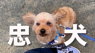 保護犬が、３日目で忠犬姿を見せるVlog。段差はまだ苦手 です【Day3】