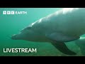 🔴 LIVE: Samu the Baby Dolphin | Dolphins of Shark Bay | BBC Earth