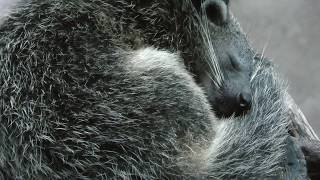 ビントロング,高知県立のいち動物公園,Binturong,Asian Bear Cat,Noichi Zoological Park of the Kochi Prefecture,Japan,