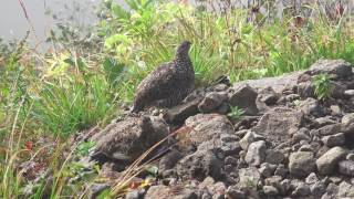 4K　弓折岳の雷鳥親子