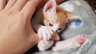 고양이 발톱 나오는 모습 + 고양이 눈 색깔 변화