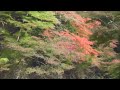 高雄 神護寺 清滝 その1 京都の紅葉名所　jingo ji temple takao autumn leaves attractions in kyoto part.1