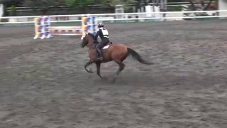 4月ホーストライアル　ノービス競技　余力審査　1年　磯野　太　桜酔