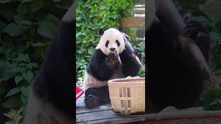 笋有点沉 萌二扛到肩上 #来这吸熊猫 #panda #一方水土养一方熊猫