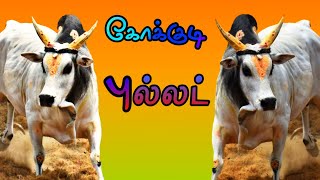 கோக்குடி புல்லட் || முதுவத்தூர் ஜல்லிக்கட்டு 2019 || Nanbargal Jallikattu