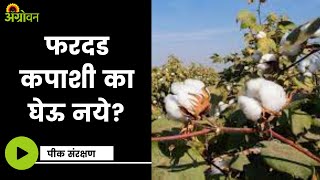 Fardad Cotton : What are the Disadvantages of Fardad Cotton? | Agrowon