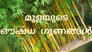 മുളയുടെ ഔഷധ ഗുണങ്ങൾ നിരവധിയാണ് Dr ജീവൻ സർ വിവരിക്കുന്നു.+919539239000