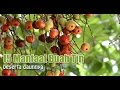 MENGEJUTKAN!! 15 MANFAAT BUAH TIN DAN DAUNNYA BAGI KESEHATAN