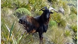 HighCountryHunter Ep2: Kaikoura goats, pigs, rabbits, hares, deer, butterfish etc