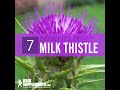 Milk thistle benefits - milk thistle side effects - milk thistle extract - what does milk thistle do