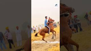 @Punjab_nasal_horses99 #majuke #marwari #nukra #horseriding #horse #punjab_nasal_horses #trending