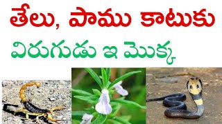 తేలు,పాము కాటుకి విరుగుడు ఈ మొక్క,Scorpio and snake bite treatment telugu