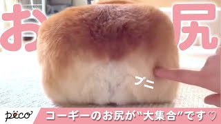 【コギケツ】もちもち食パン🍞みたいなコーギーの「どアップ」お尻が大集合🍑