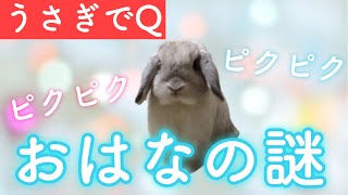 【うさぎでQ！】お鼻のピクピクの謎。実は病気のヒントも！？【ホーランドロップ】