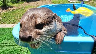 【カワウソげんき】お庭でまったり、温泉気分🎵【otter GENKI】Feel like a hot spring in the garden🎵