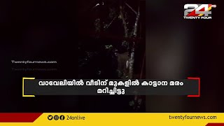 കോട്ടപ്പടി വാവേലിയിൽ വീടിന് മുകളിൽ കാട്ടാന മരം മറിച്ചിട്ടു