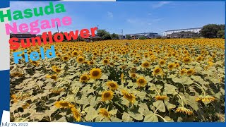 Hasuda Negane Sunflower Field ( 蓮田ひまわり畑 )