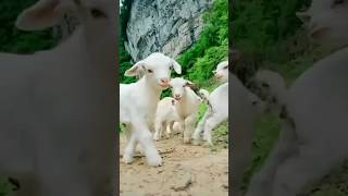 Cute Baby Goat Sounds🐐🐐#goat #animals #funny #viralshorts #shorts#ytshorts