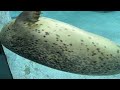 seals are coming in and out of the tunnel passage added another angle video