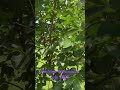 hachiya persimmon july2023 persimmon tree shorts short trees shortvideo garden gardening