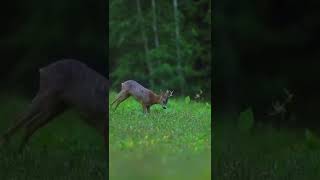 cute deer playing and enjoying in pasture 😍#shorts #wildlife #totbtotpappu