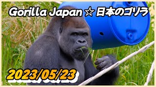 朝ごはんを食べるシャバーニ一家が美しい 〜 2023/05/23 火曜日【東山動物園】