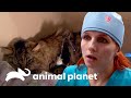 Operan de urgencia a gato que fue atropellado | Dr. Jeff, Veterinario | Animal Planet