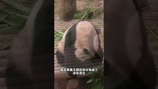 福宝翻滚原因的新解释