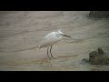 カラシラサギ（1）旅鳥（与那国島） chinese egret wild bird 野鳥 動画図鑑