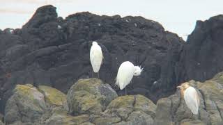 カラシラサギ（1）旅鳥（与那国島） - Chinese egret - Wild Bird - 野鳥 動画図鑑