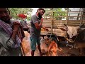 రావులపాలెం దగ్గర ఆలమూరు గేదెల సంత alamuru buffalo market near ravulapalem