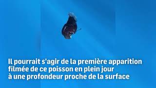 🌊 Un effrayant poisson des abysses repéré pour la première fois près de la surface