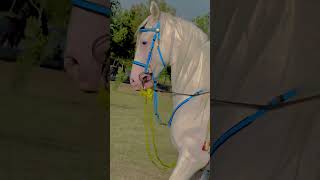 Beautiful ❤️❤️ horse sikandar #horselover #horser #horsebeauty #foryou #viral #trending