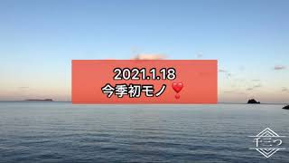 今季初モノ  （伊東港　泳がせ釣り　ワラサ　カマス）