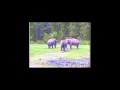 The Elephant Sanctuary | Elecam Encounter: Tarra