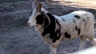 ЗООПАРК Винницкий Подольский  Vinnytsya Zoo