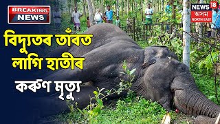 Karbi Anglongৰ খেৰণিত দুটা বনৰীয়া হাতীৰ কৰুণ মৃত্যু