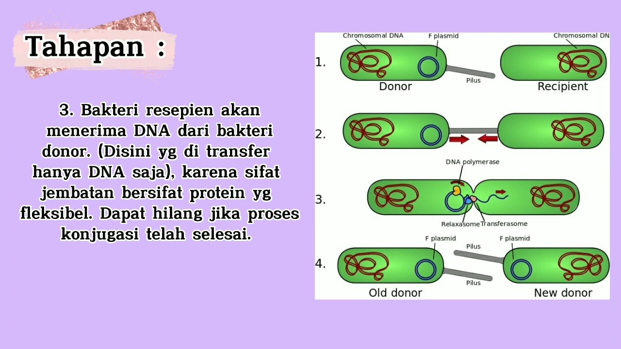 PERKEMBANGAN REPRODUKSI BAKTERI SECARA ASEXUAL & SEXUAL (TUGAS BIOLOGI ...