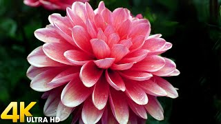 Dahlia 4K - Flower Relaxation Films with Soothing Piano Music for Healing and Meditation