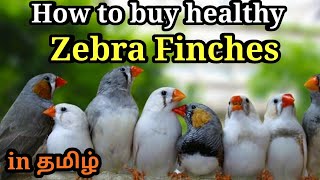 Tips for choosing healthy finch in தமிழ் | signs to notedown while buying a finch