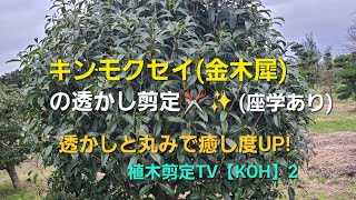 モクセイ(金木犀)の透かし剪定(説明あり)透かし剪定【造園　植木屋　庭木　庭師　樹木　職人】