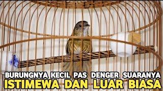 BIKIN GAK BISA TIDUR..! BANYAK SEMUA ORANG PENGIN BELI BURUNG INI PANTES SELALU JADI REBUTAN !!