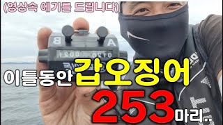 갑오징어 253마리 잡은 채비와 운영방법 알려드립니다.