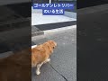 散歩中に笑顔でアイコンタクトしてくるイッヌ ゴールデンレトリバー いぬ 犬 犬のいる暮らし かわいい かわいい犬 大型犬 癒し 笑顔 dog shorts